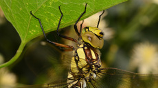 Blaugrüne Mosaikjungfer  (20).jpg